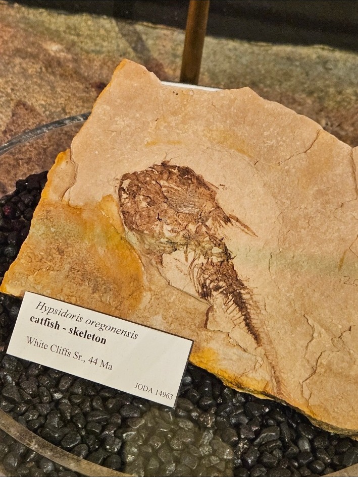 Forty-four-million-year-old catfish skeleton fossil