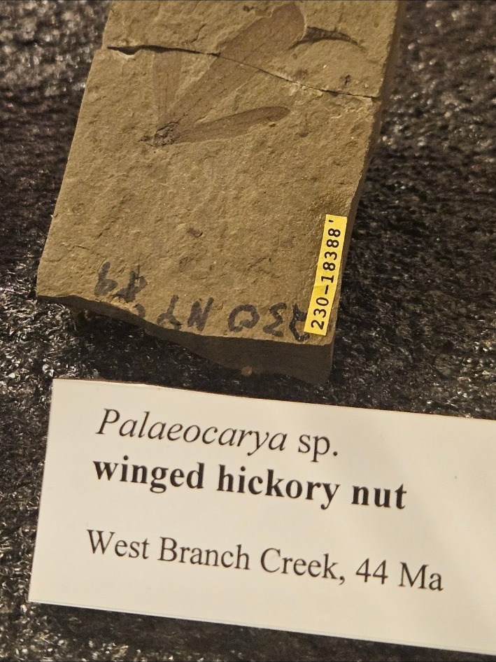 Forty-four-million-year-old winged hickory nut fossil