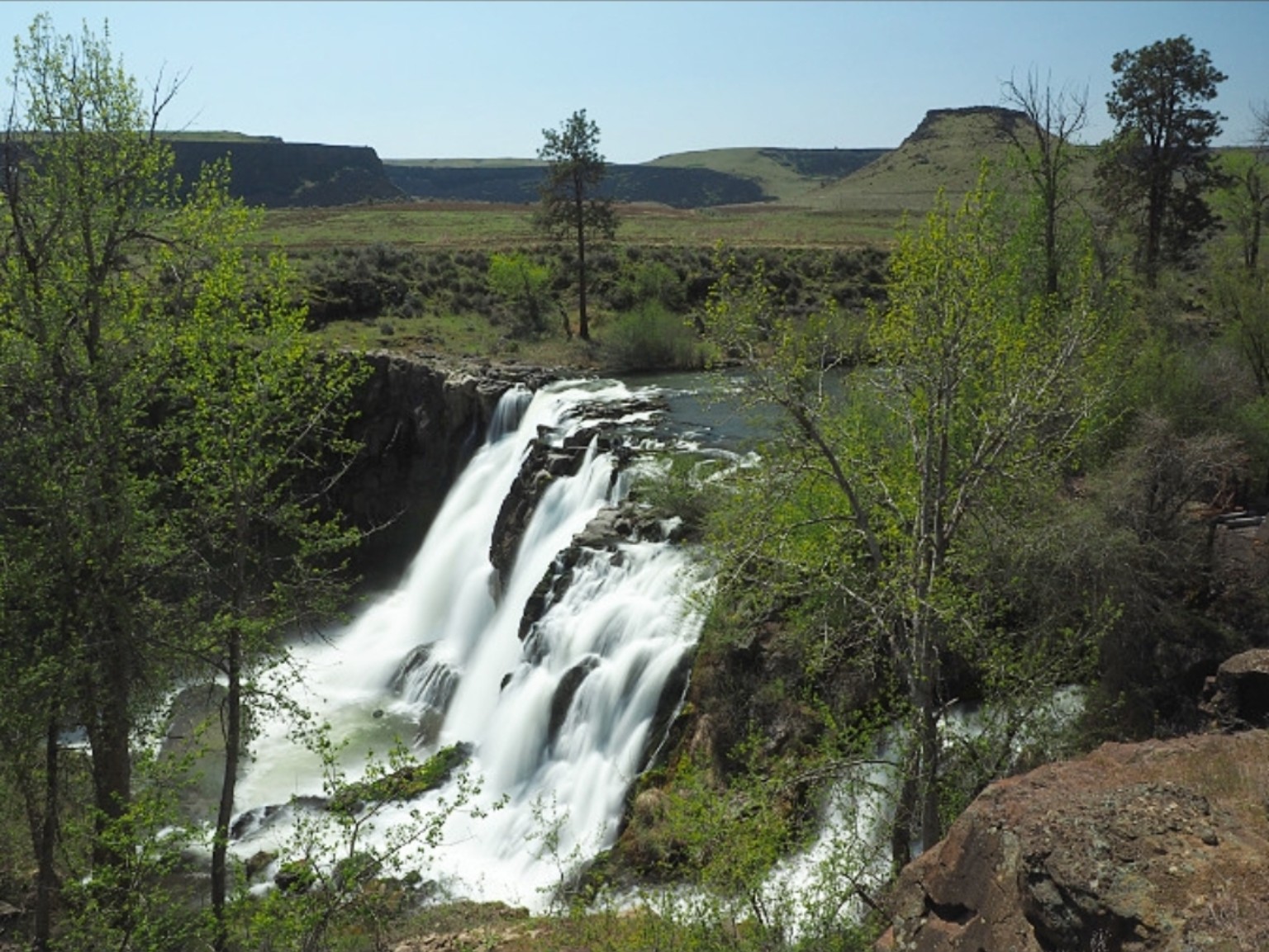 White River Falls flowing through green spring growth beneath the basalt rim